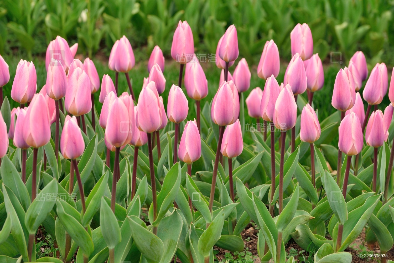 春天花园里的玫红色郁金香花朵特写