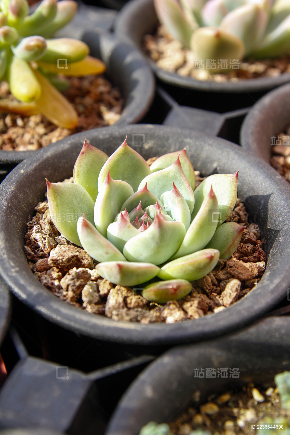 一颗美丽的多肉植物
