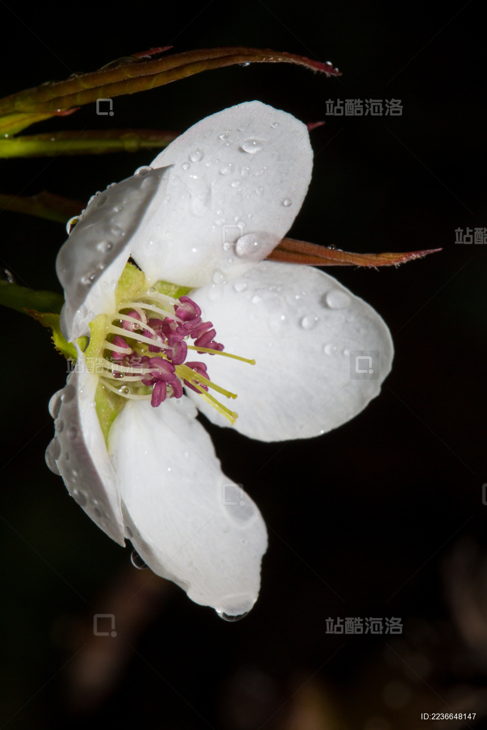 雨后梨花特写