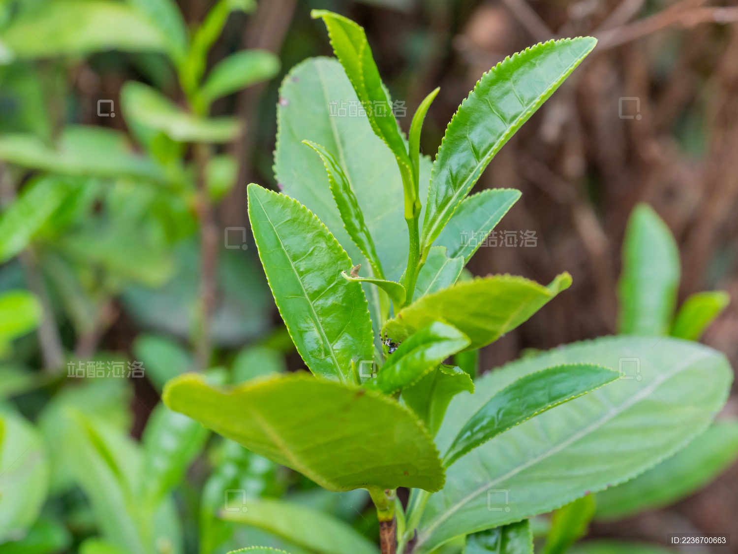 茶树上冒出的嫩绿的清香茶叶枝叶