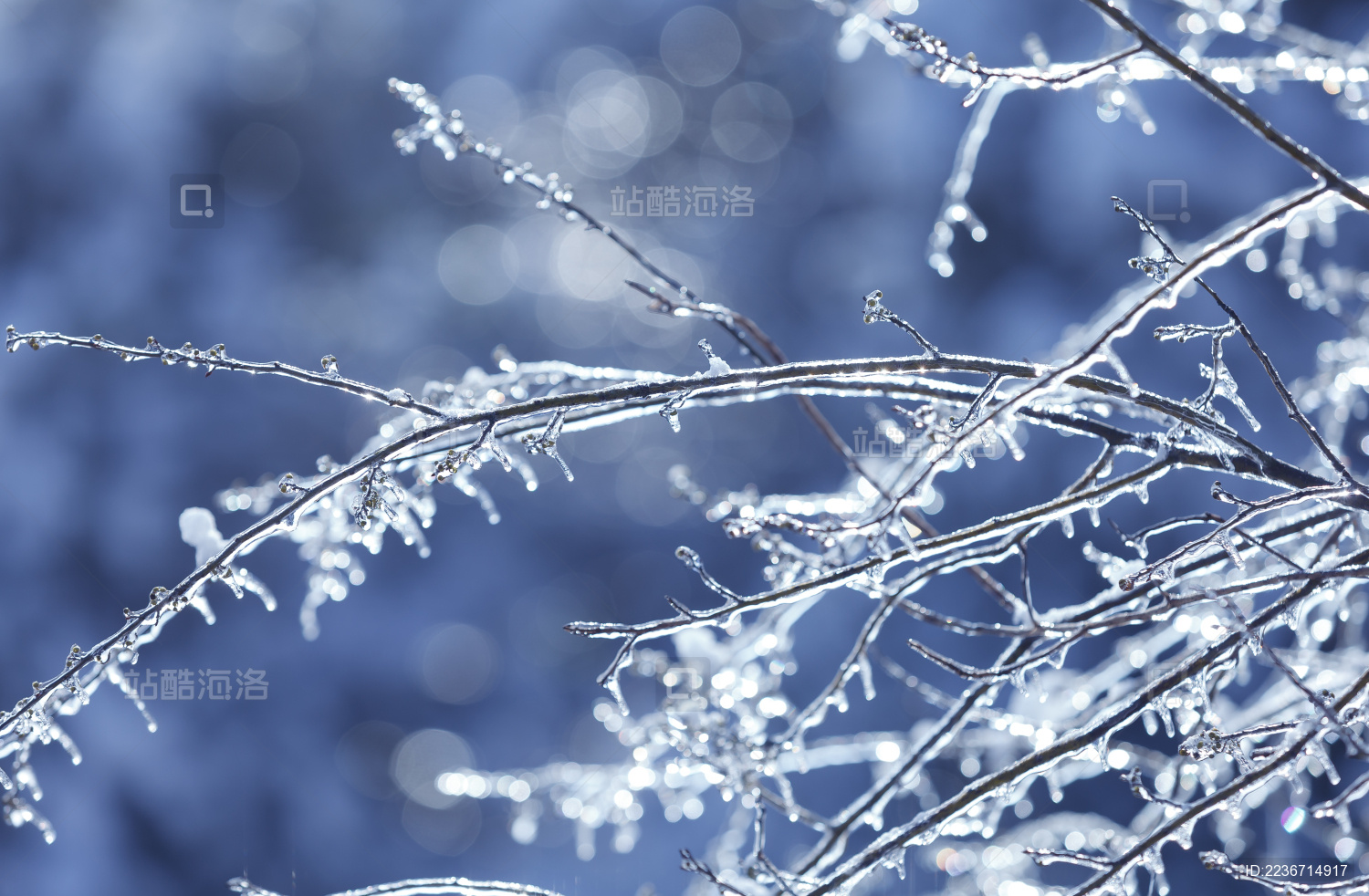  冬季冰树枝 冰冻的森林