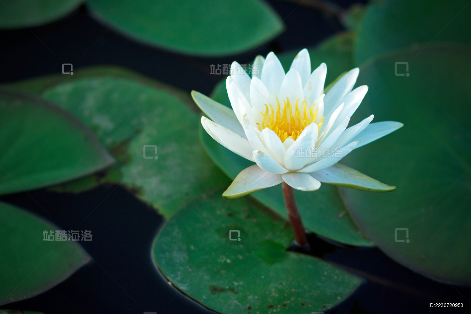 夏日莲池的荷花