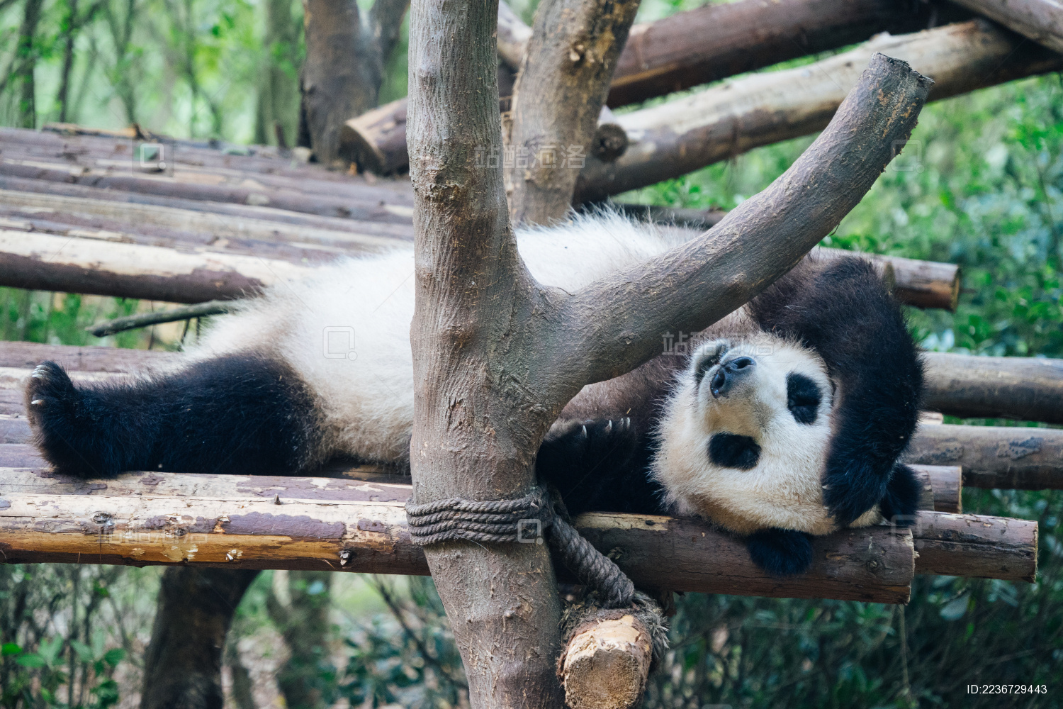 躺在大树上休息的可爱大熊猫特写