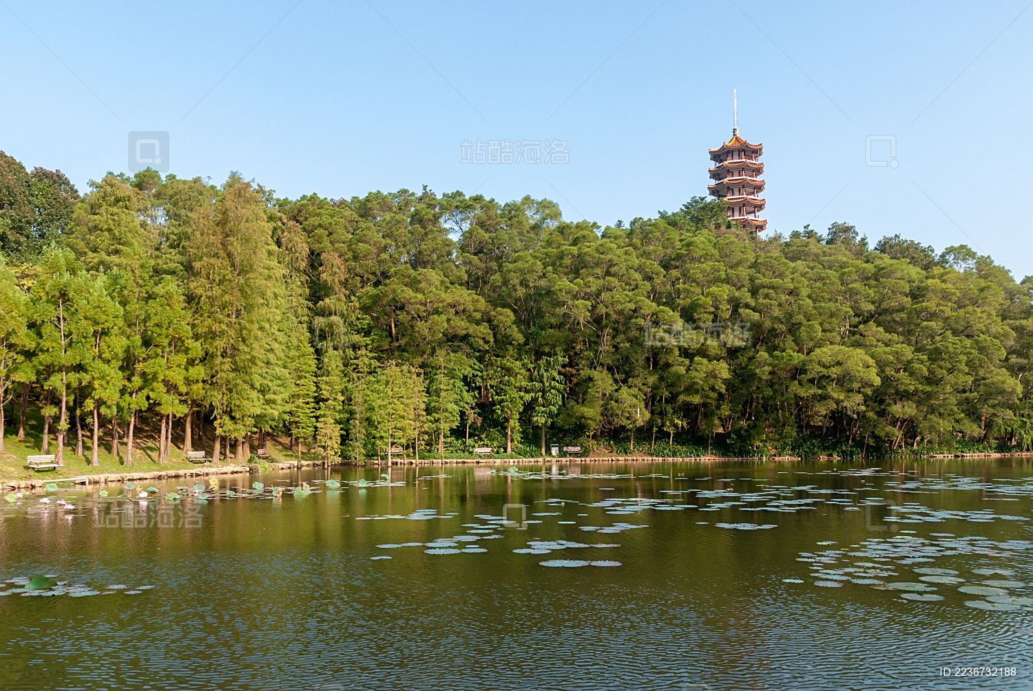 中国广东省深圳市仙湖植物园风景区湖边树林风光 阳光照亮树林