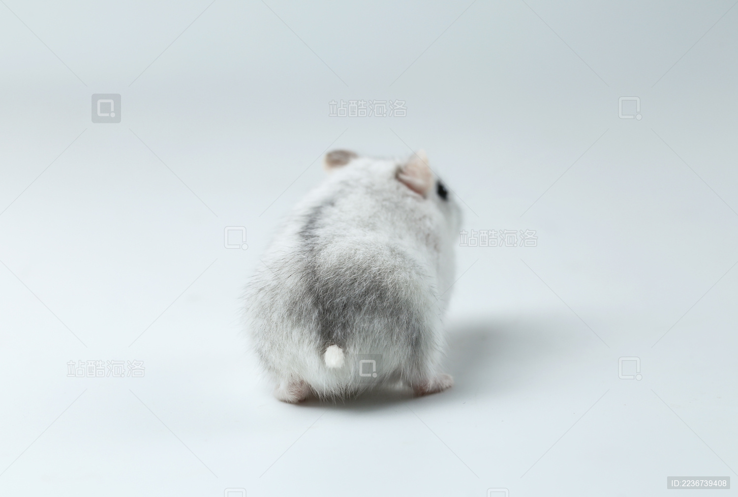 白色小仓鼠可爱的屁股背影