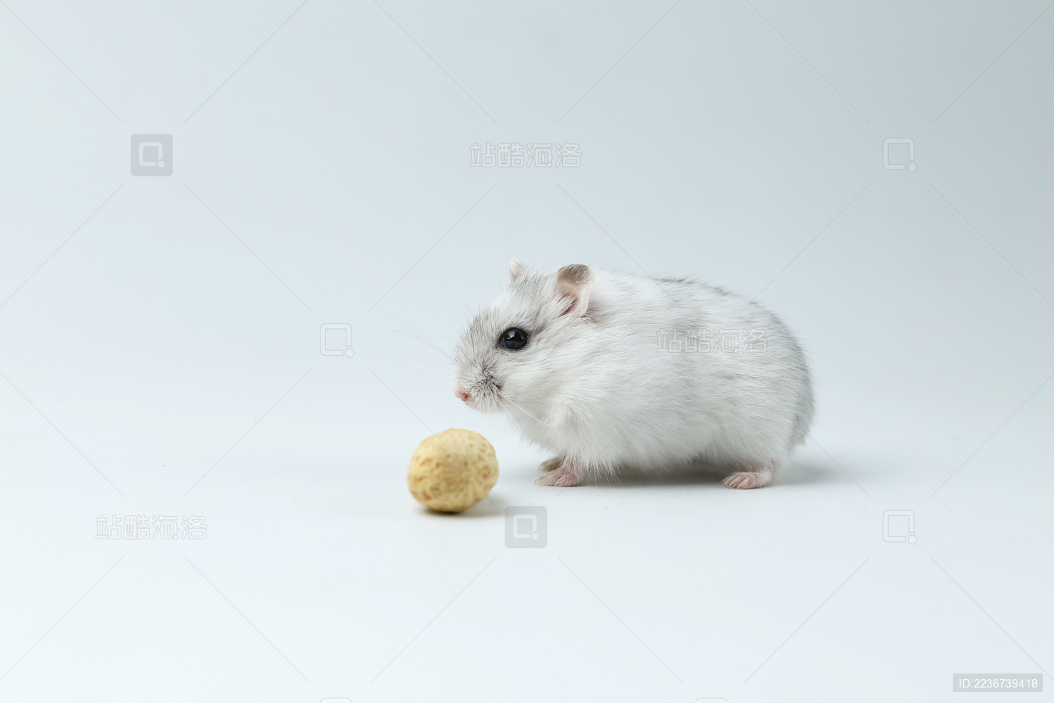 白色小仓鼠在吃花生在白色背景前