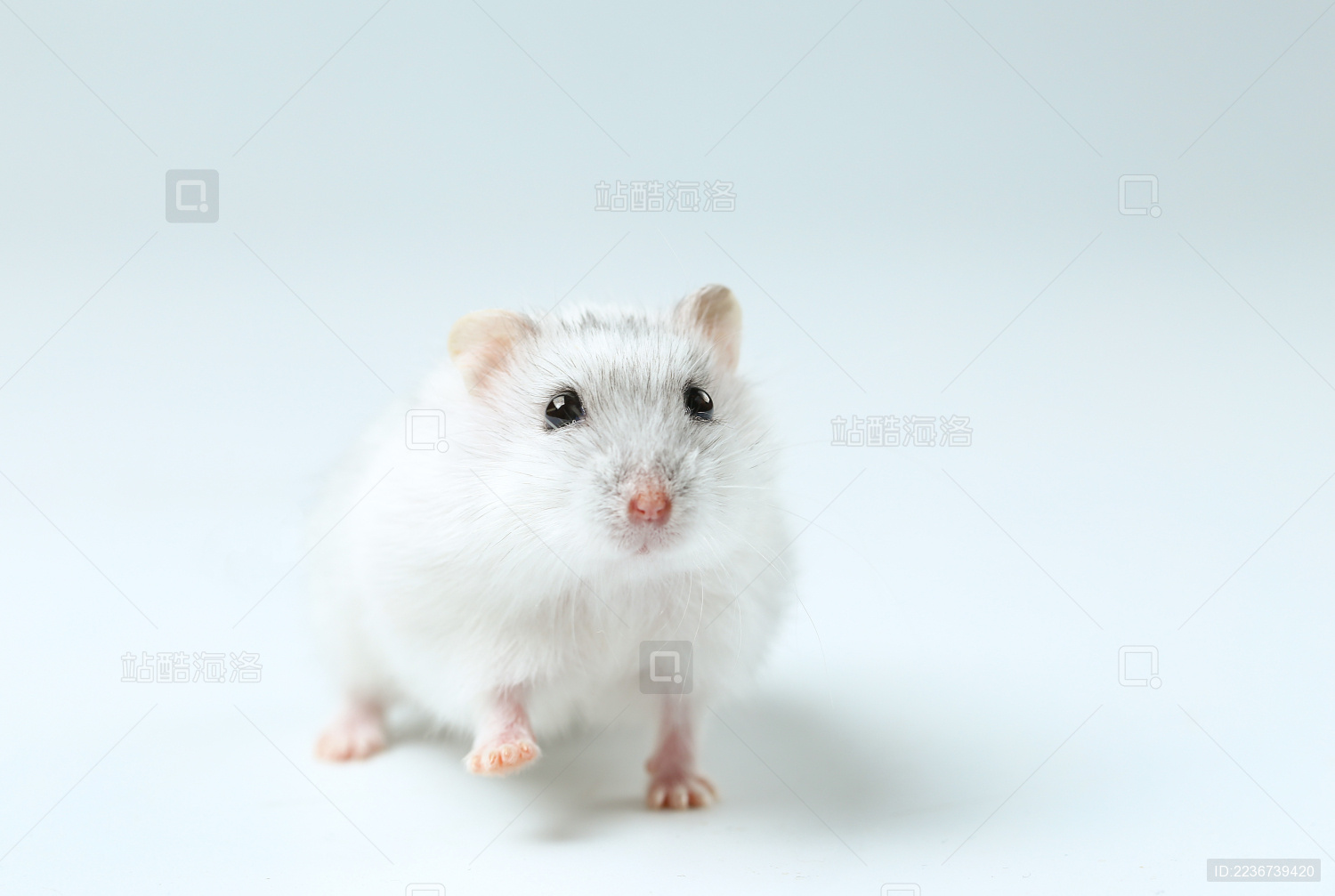 白色小仓鼠抬起前爪迈步在白色背景前