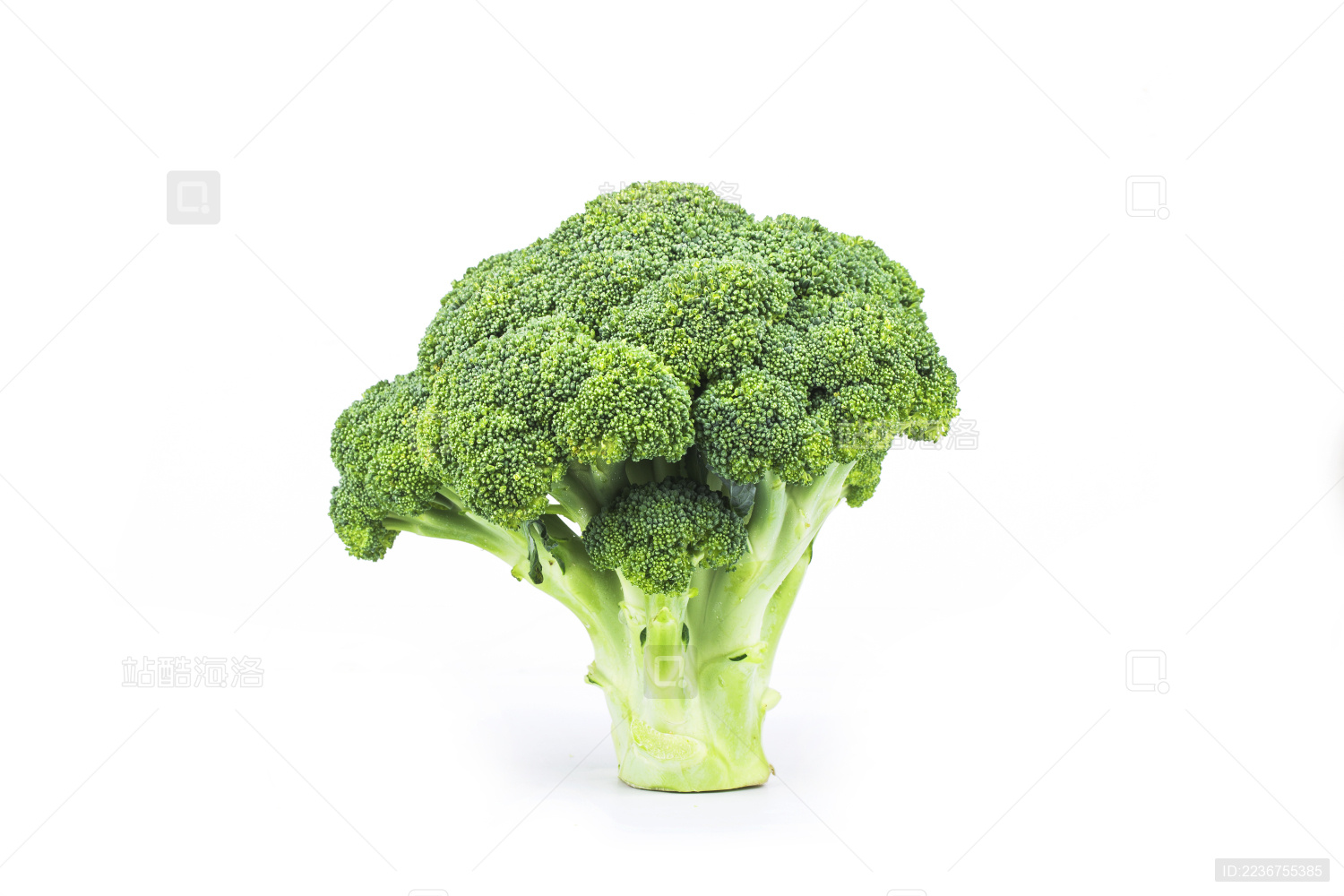 新鲜的西兰花放在白色背景上面