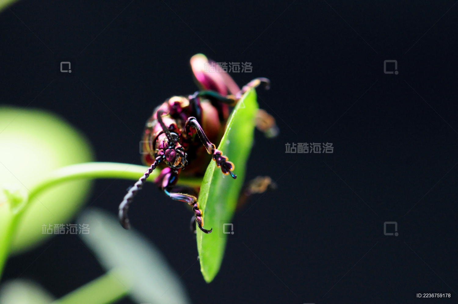 黑色背景下的一只紫色金甲虫在铜钱草爬行