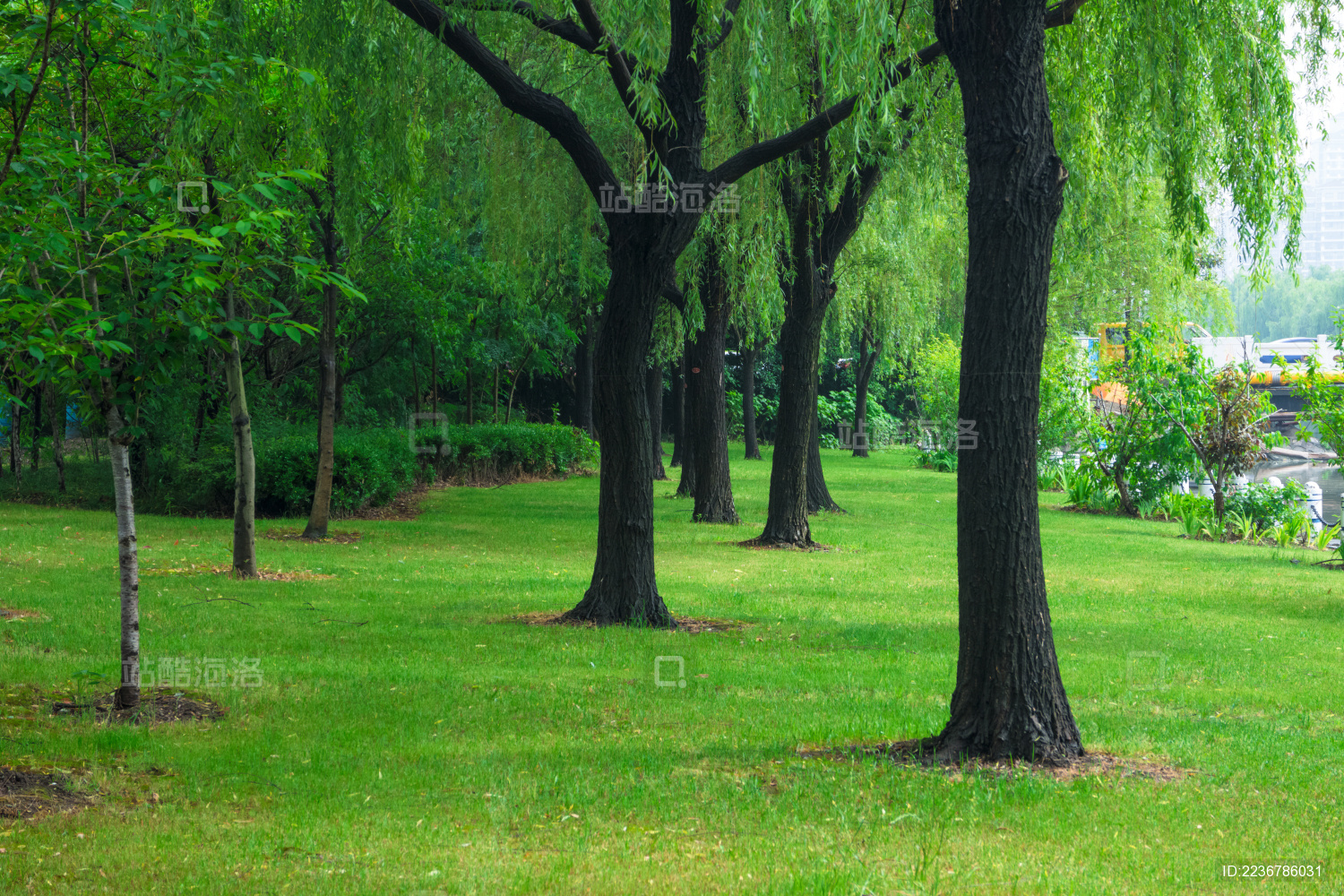 夏天户外绿油油的柳树和草坪