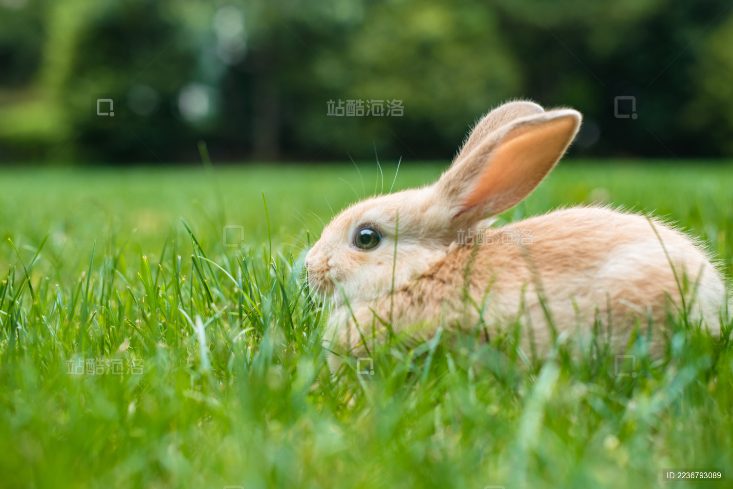 草地上的小兔子