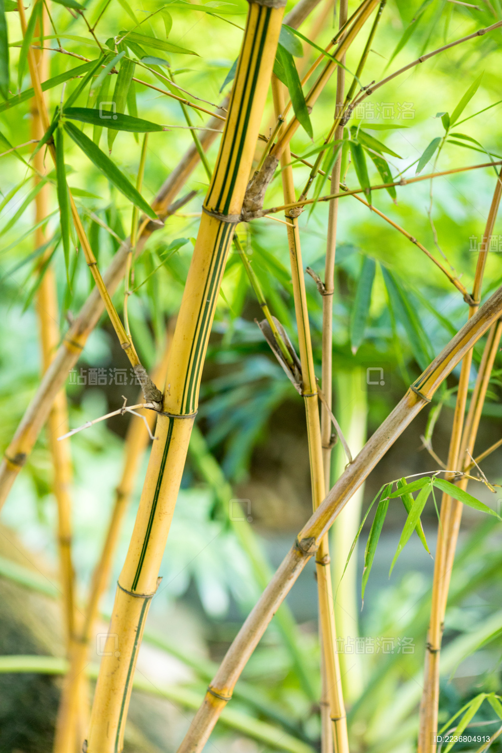 公园里的竹中珍品金镶玉竹