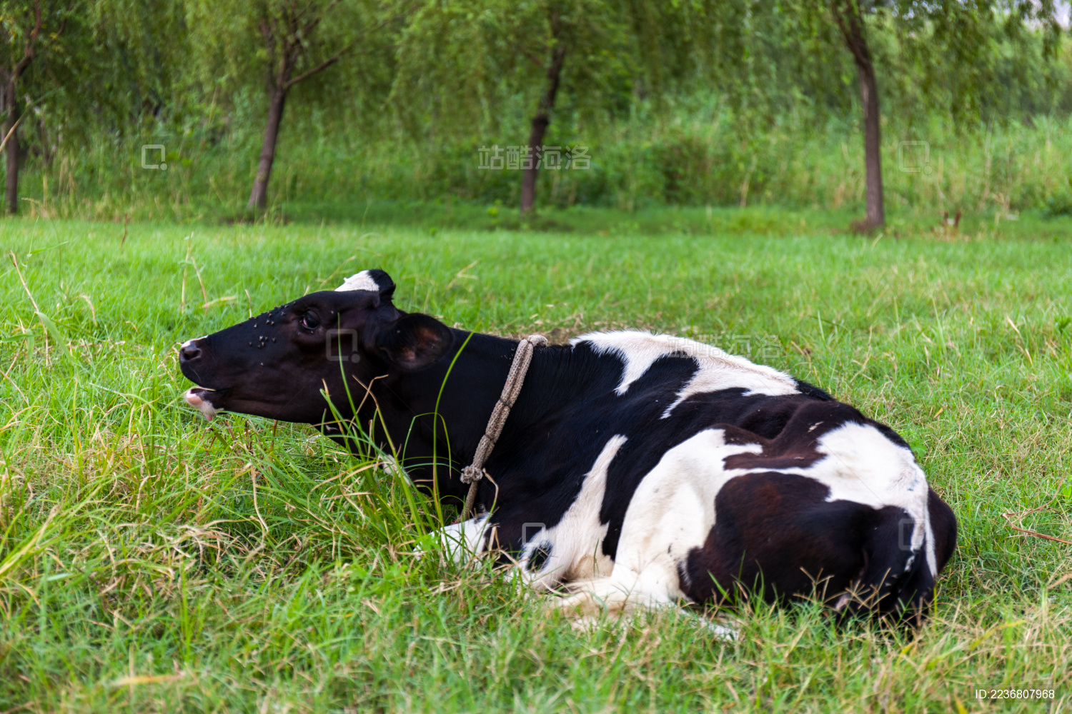 卧在草地上的奶牛近景