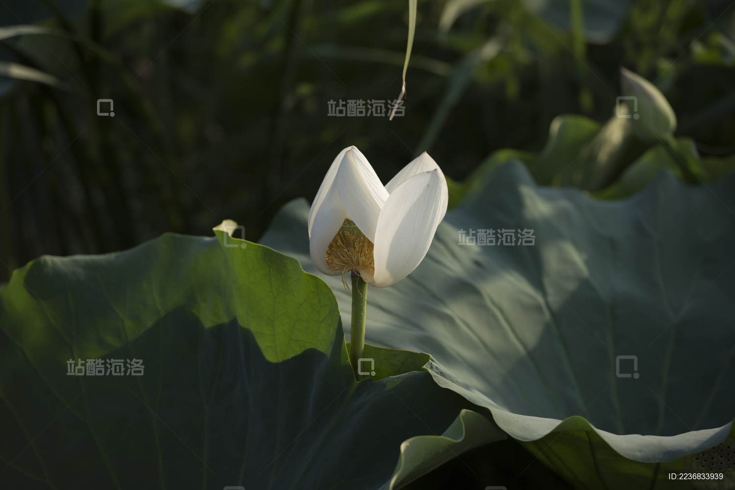 清晨逆光拍摄池塘里盛开的白色荷花