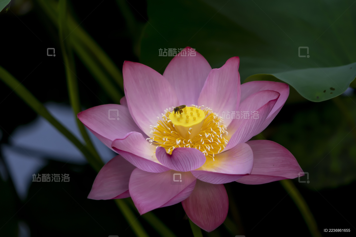 在夏日荷塘中艳丽绽放的荷花