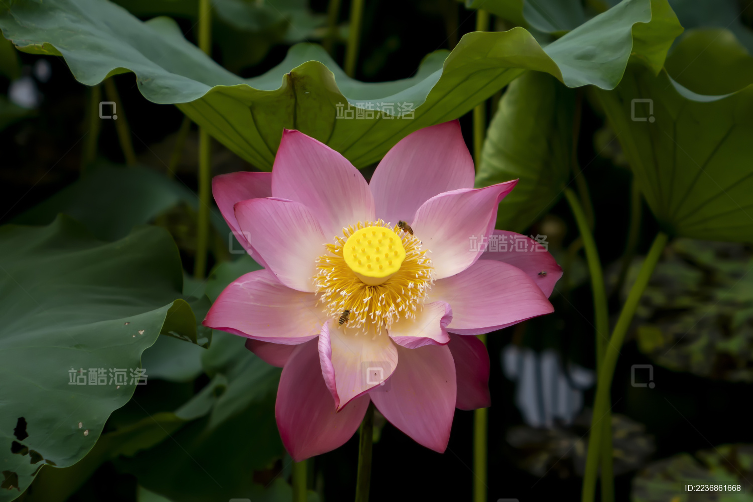 在夏日荷塘中艳丽绽放的荷花