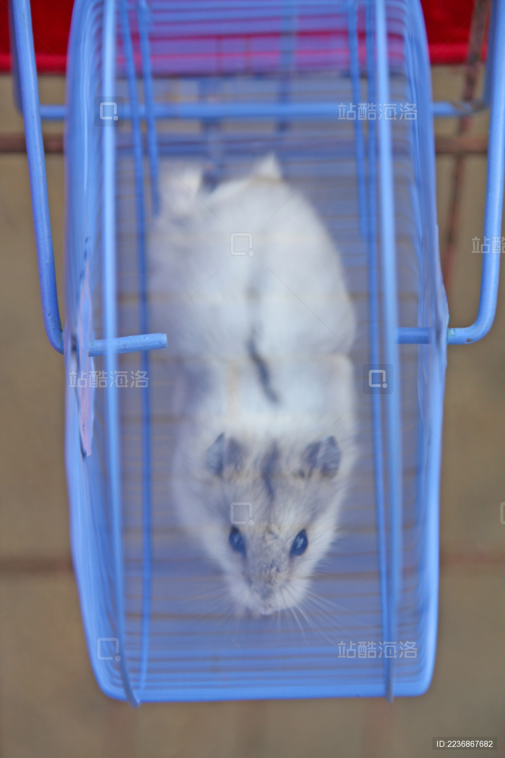 小仓鼠特写照片