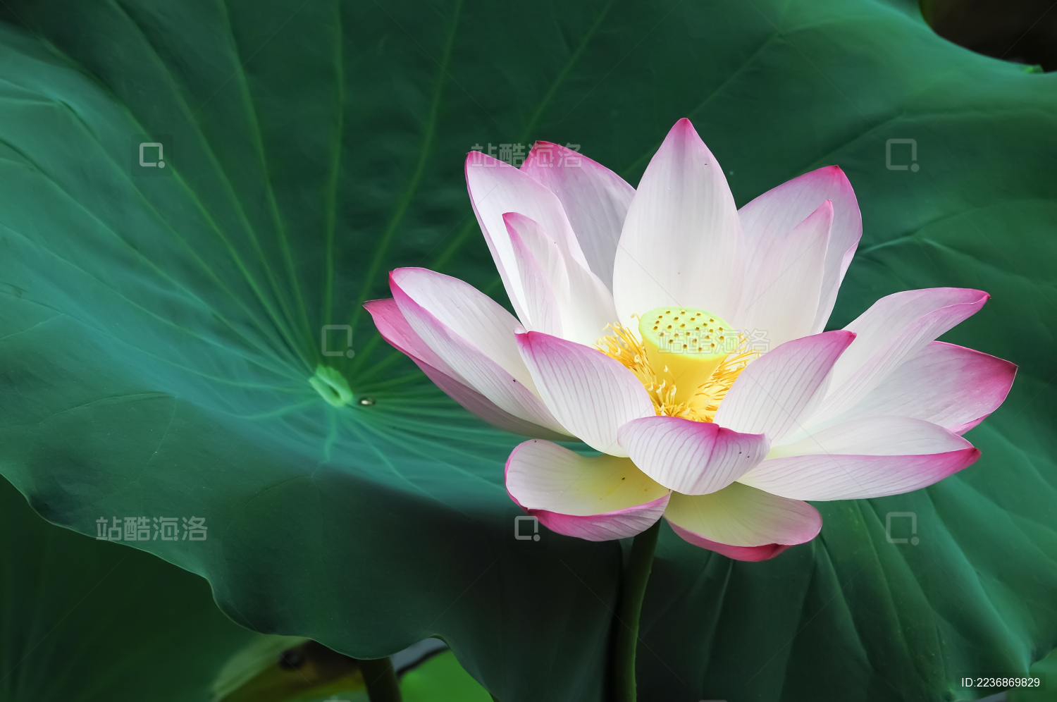 一朵盛开的粉红色荷花在池塘里