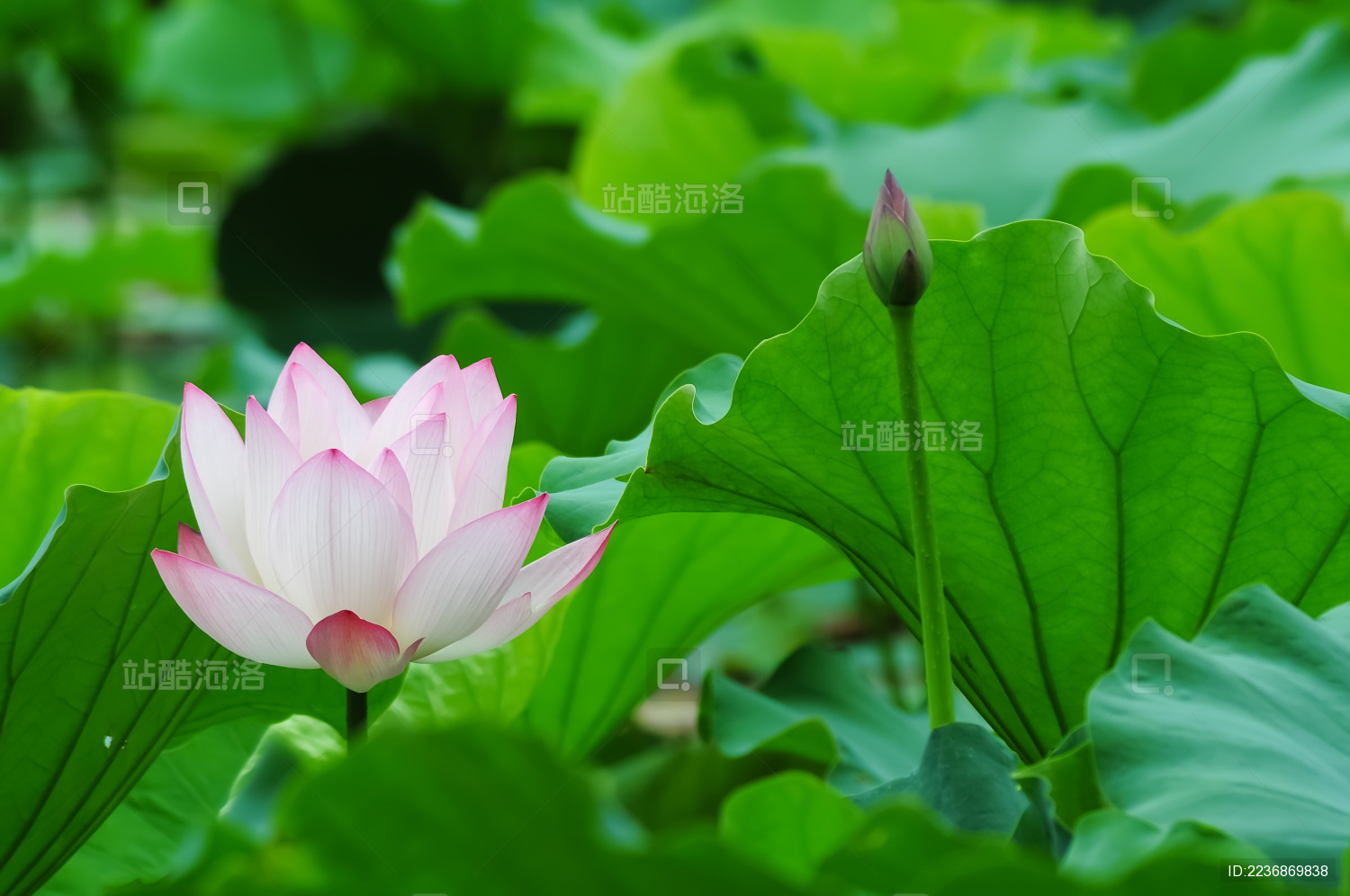 一朵盛开的粉红色荷花和花蕾