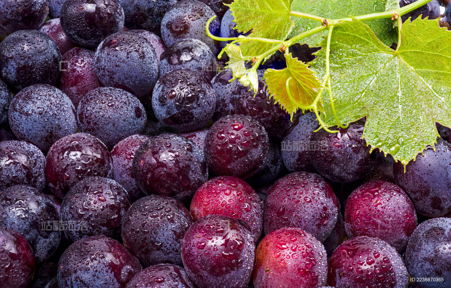 新鲜采摘的密实的紫葡萄