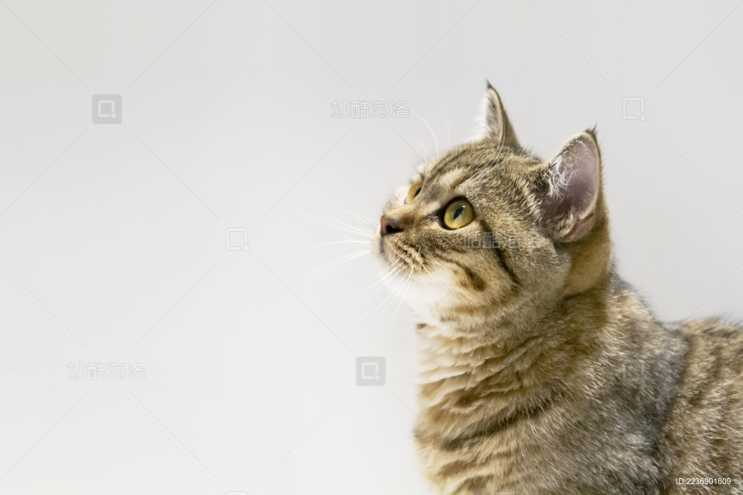 可爱的宠物猫脸部动态特写