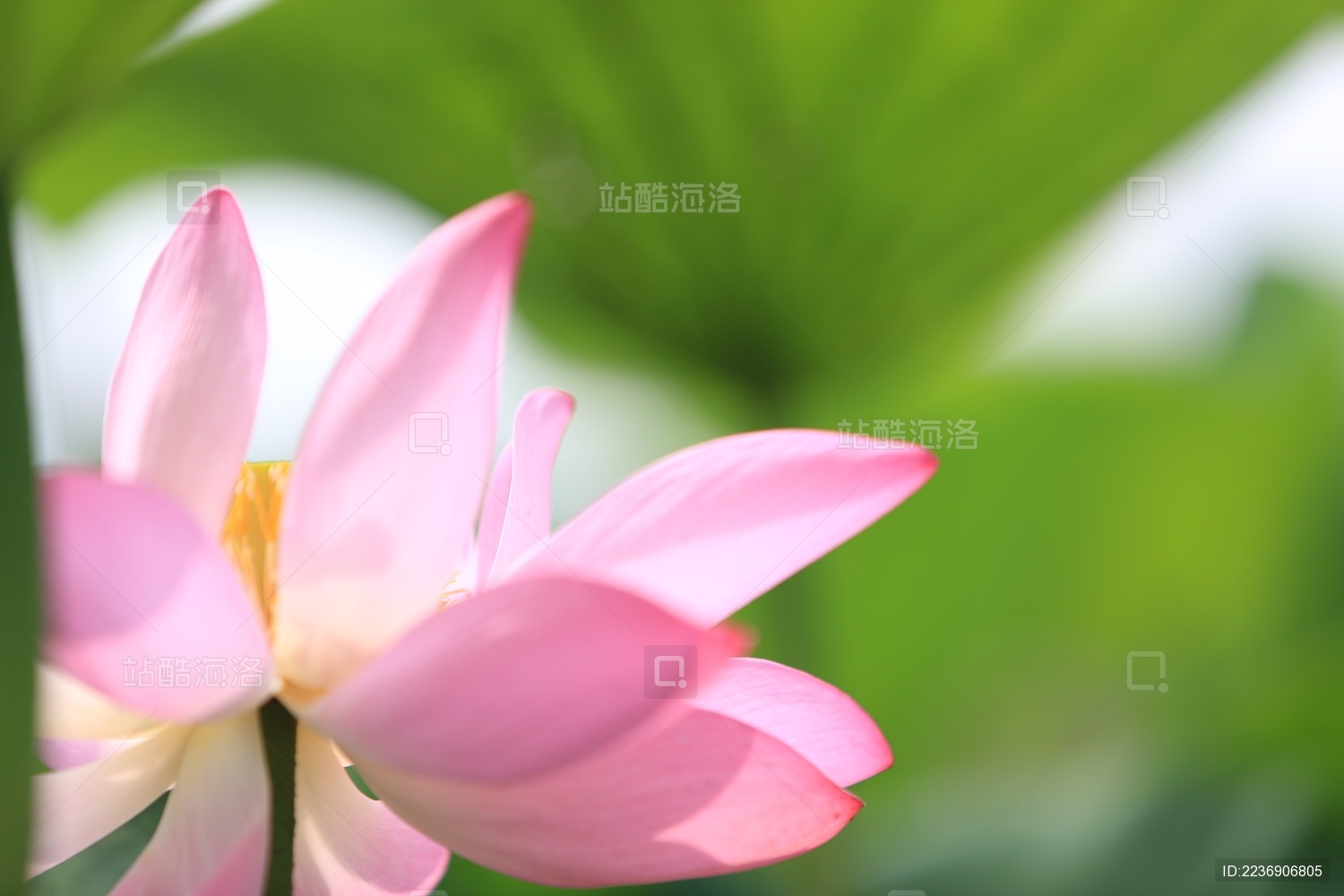 夏季里荷塘里美丽的的荷叶荷花