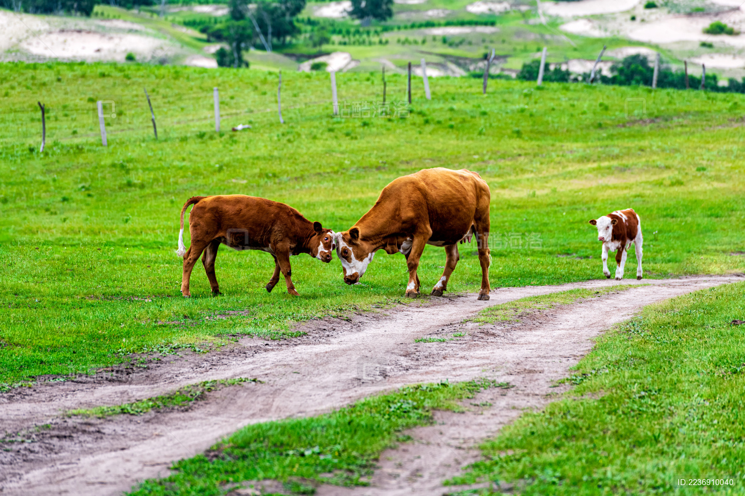 中国内蒙古赤峰坝上乌兰布统大草原牛群