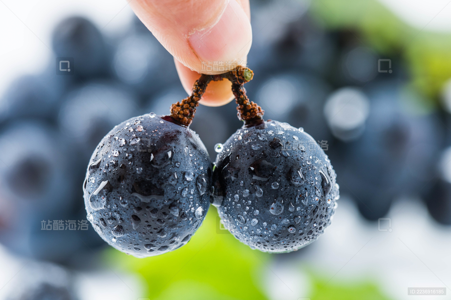 颗颗饱满带有水珠的巨峰葡萄