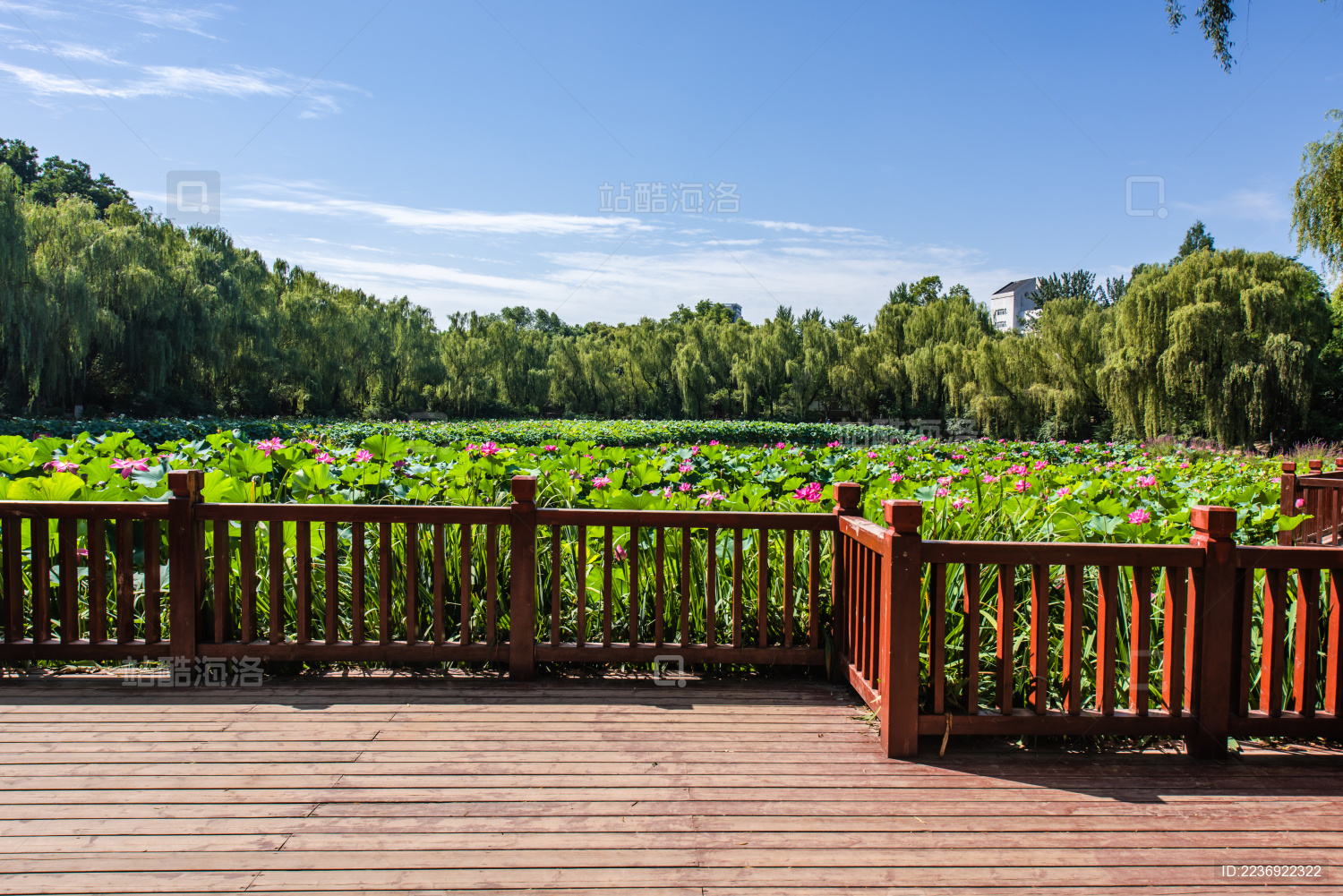 西安兴庆宫公园