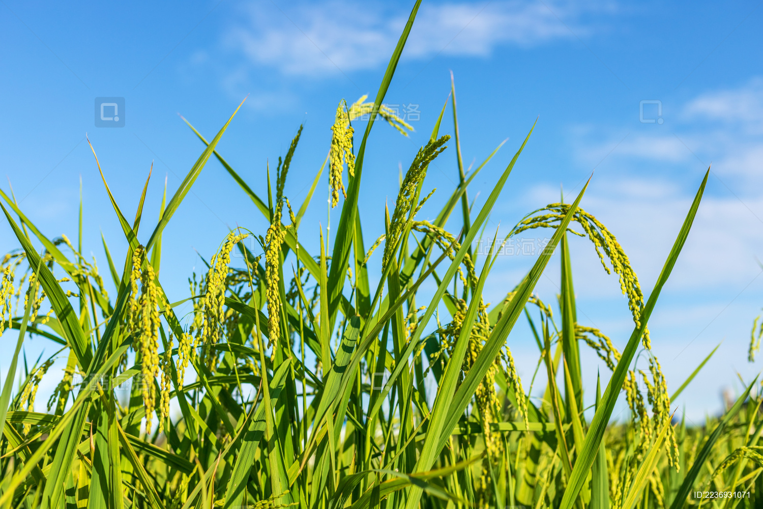 白天阳光下水稻田里的稻谷