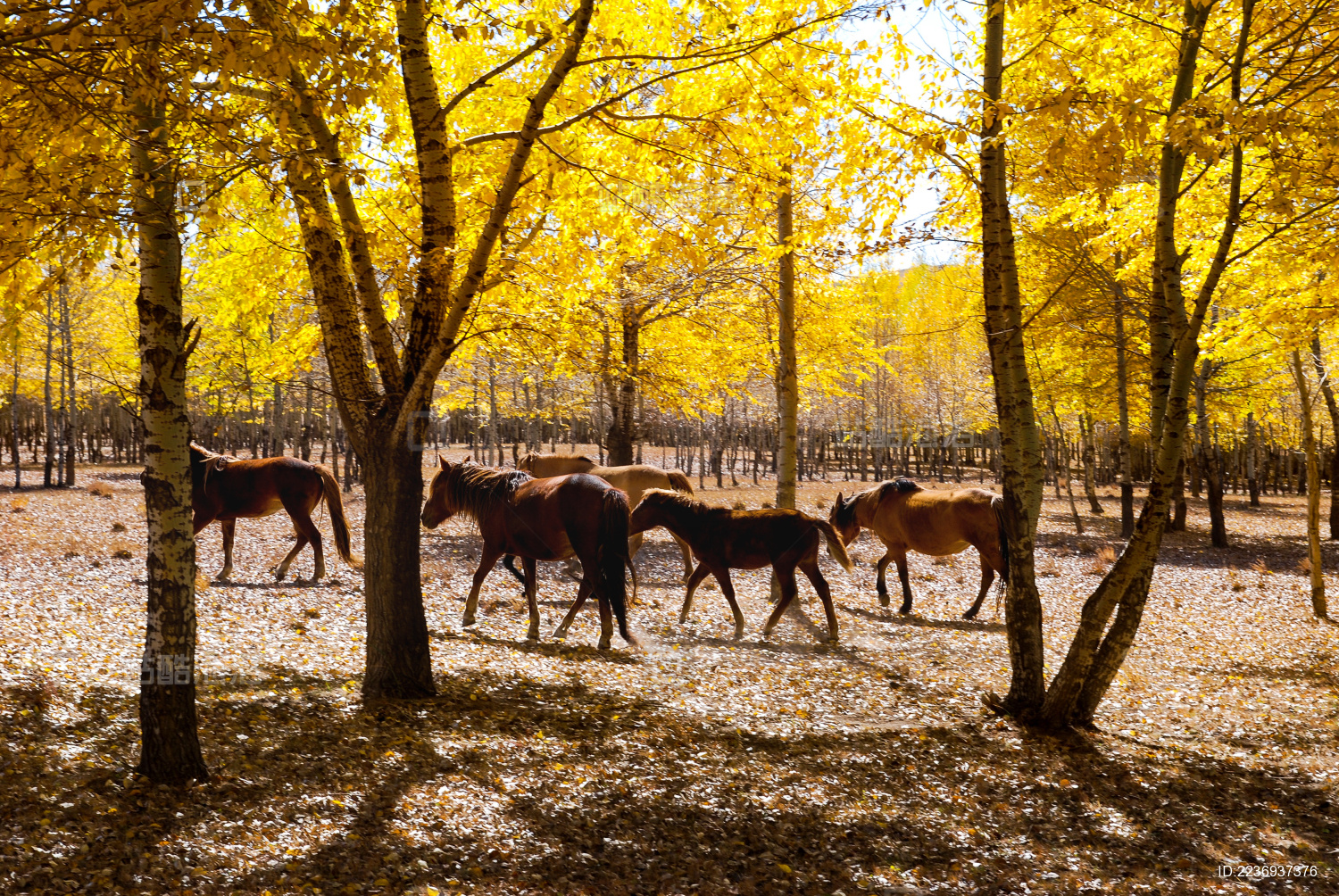内蒙古自治区锡林郭勒盟美丽的金秋风光