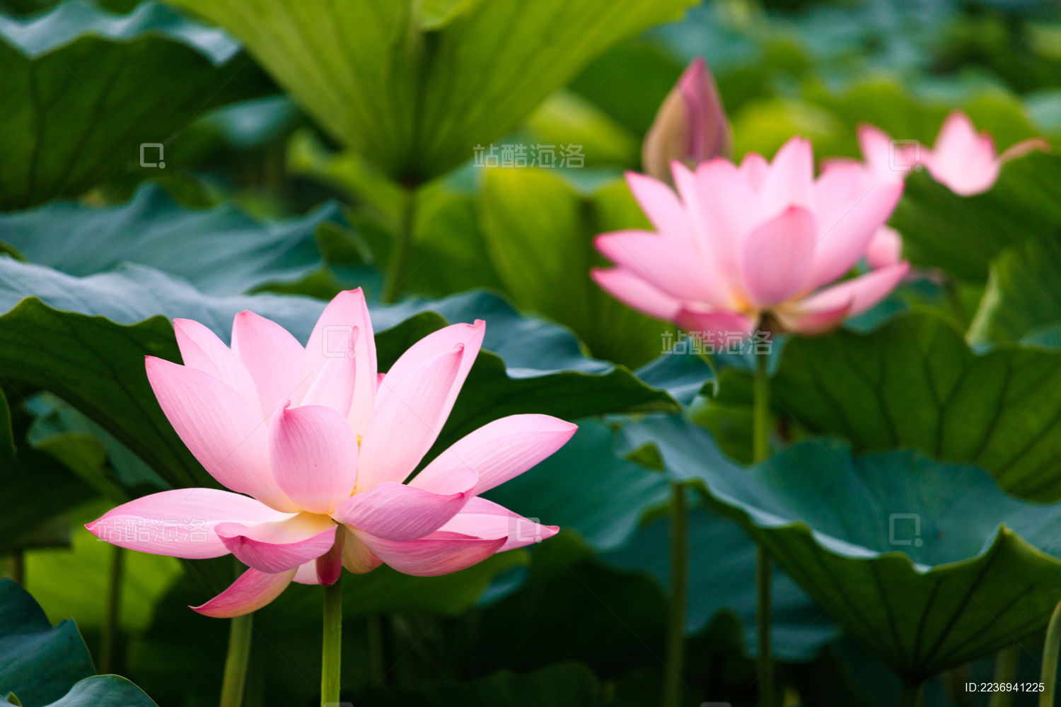 白天中国北京朝阳柳荫公园荷花荷叶