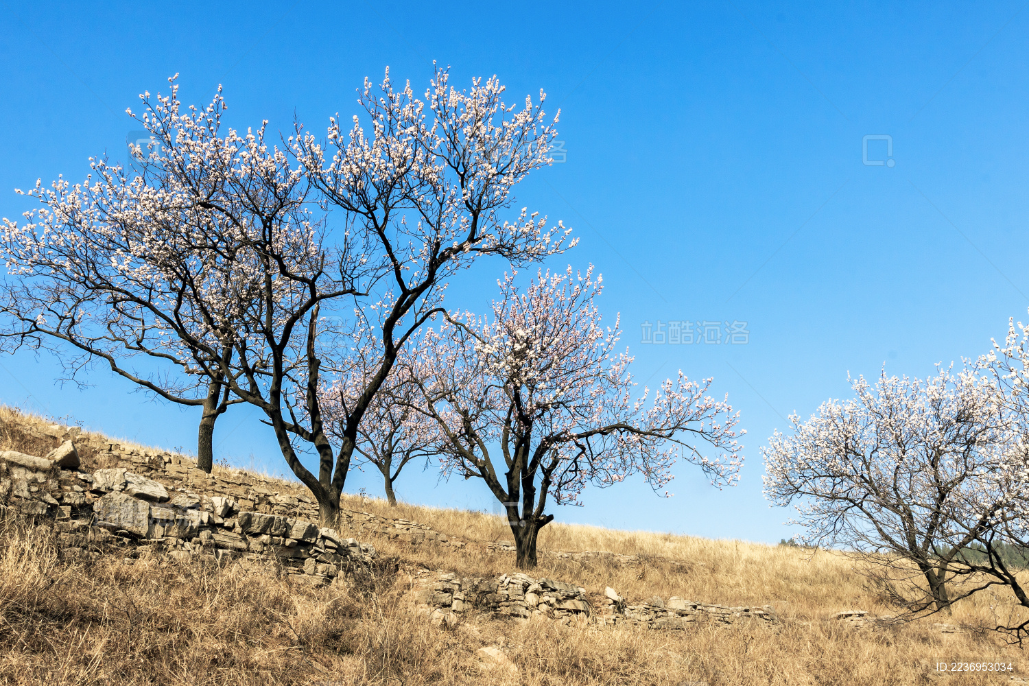 北方春天山坡上开花的杏树林