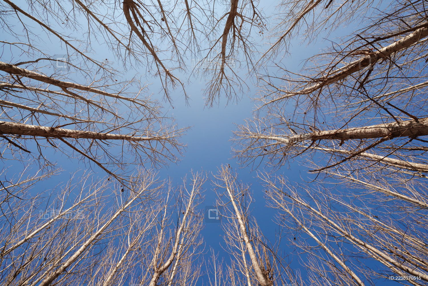 冬天仰视蓝天 树林里的秃树