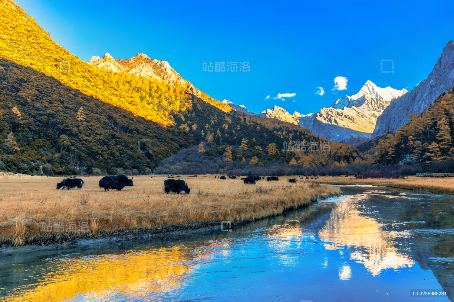 中国四川省稻城亚丁风景区的冲古草甸日照金山风光