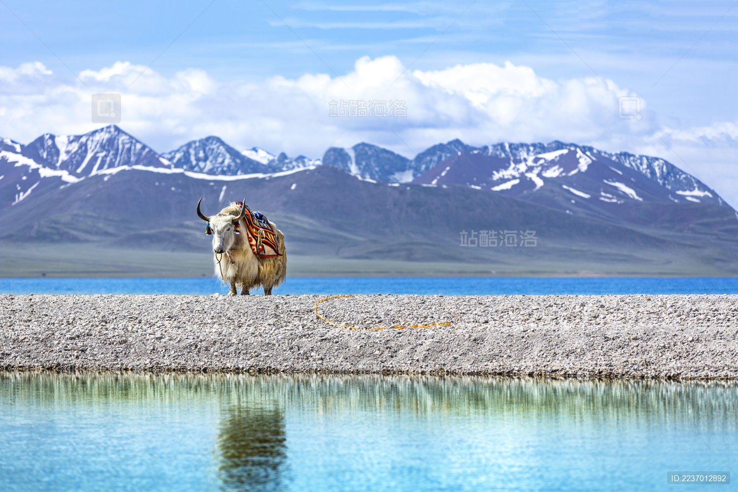 中国西藏自治区纳木错湖畔悠闲自在的白色牦牛