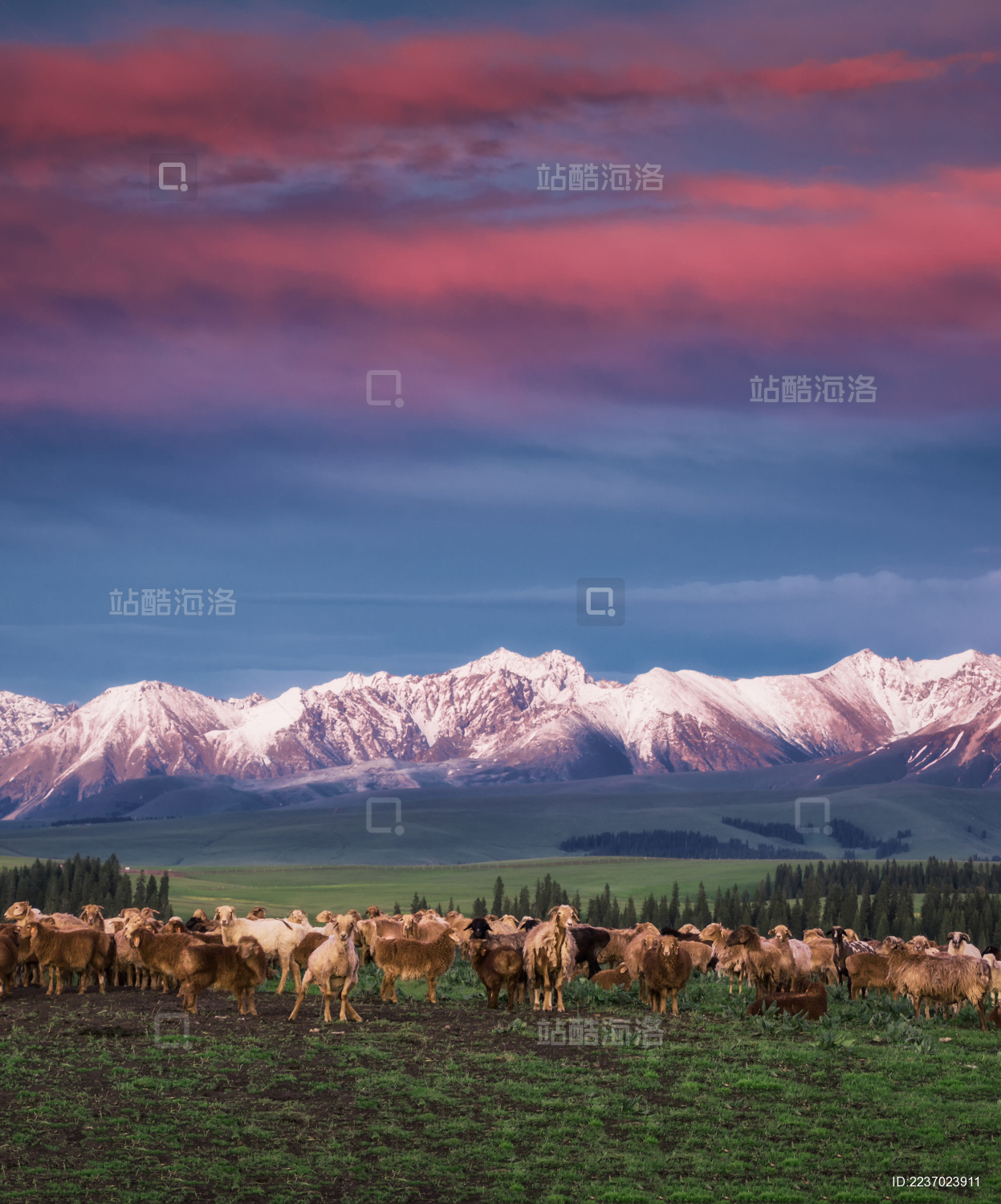 中国新疆伊犁喀拉峻草原春季风光