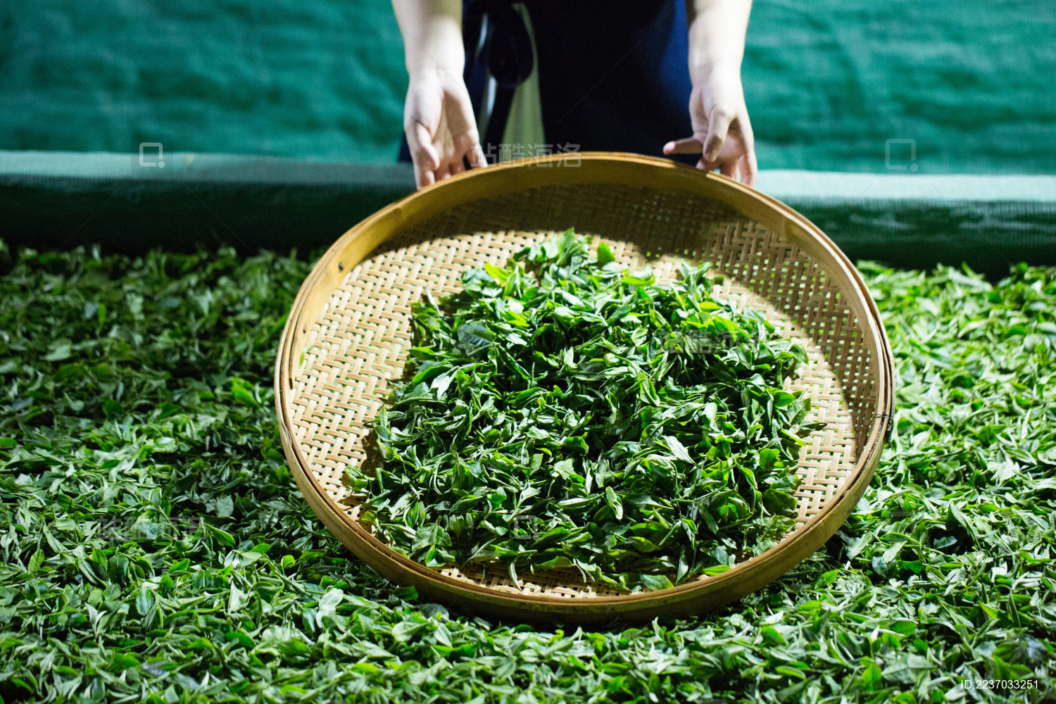 茶筐里晾晒的茶叶