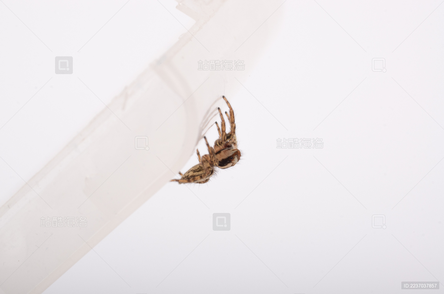 蜘蛛是益虫还是益虫呀