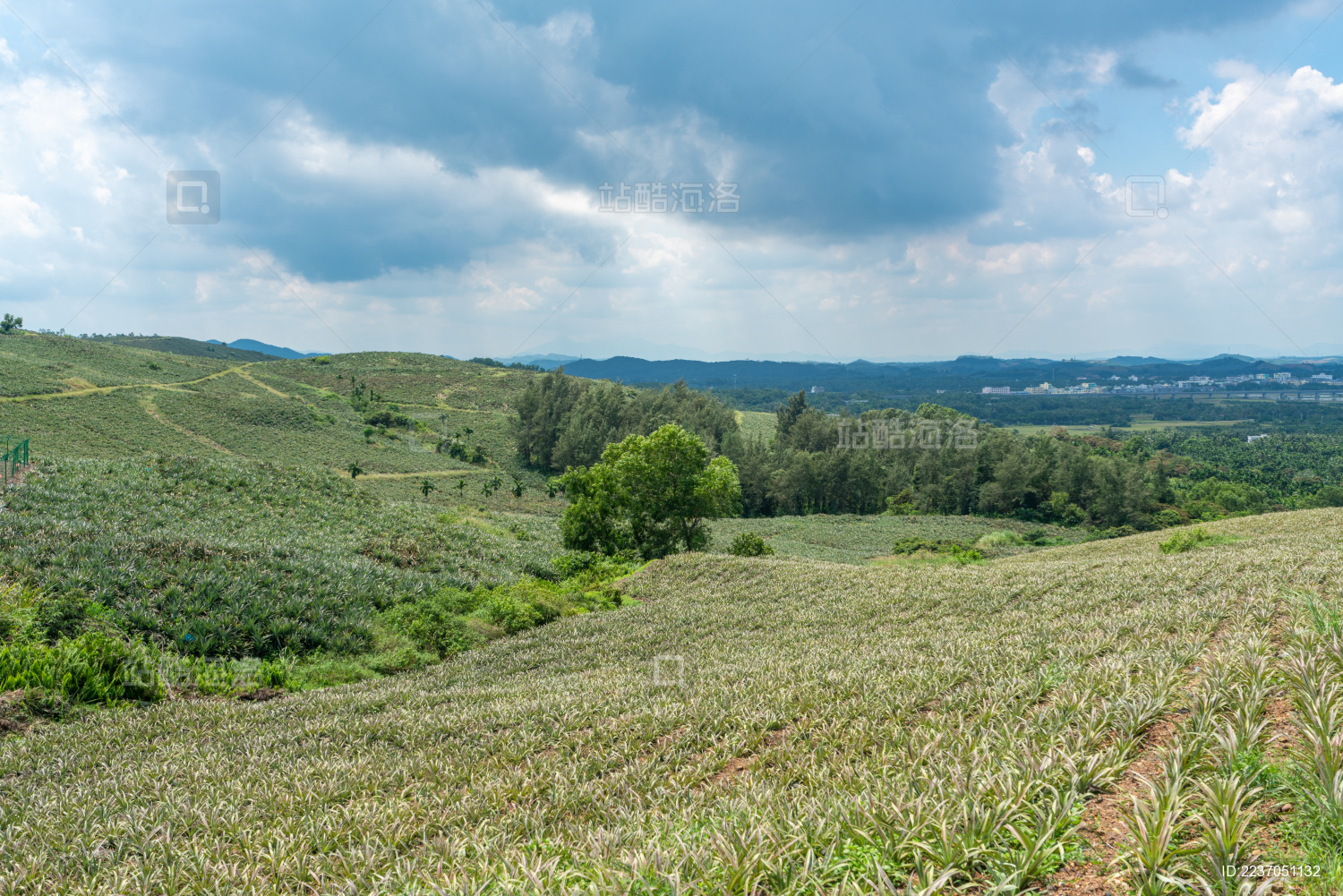海南万宁龙滚山钦湾野山坡上的菠萝地