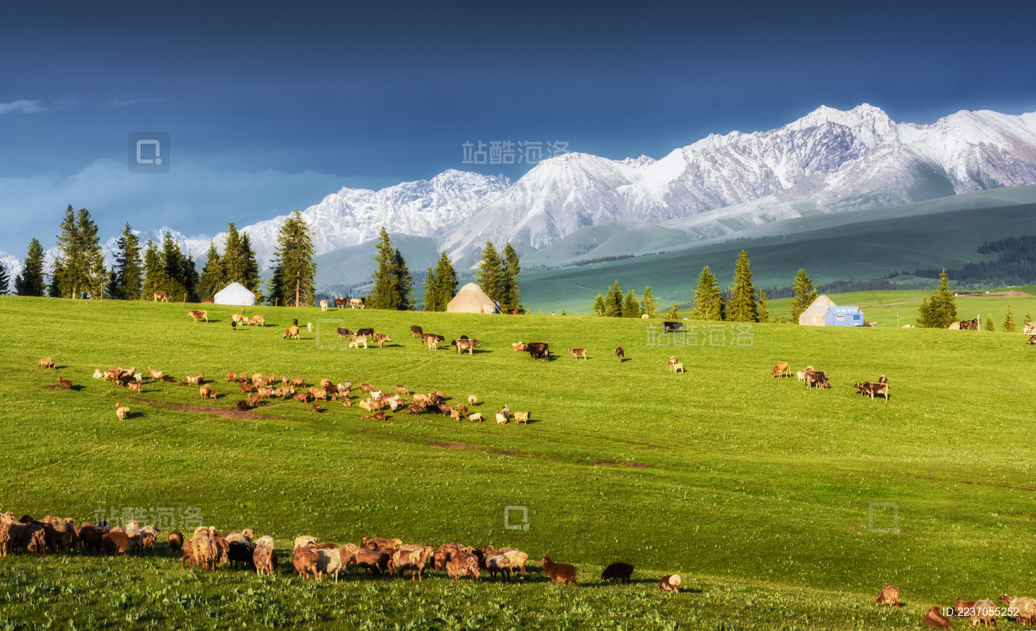 中国新疆伊犁喀拉峻草原春季风光