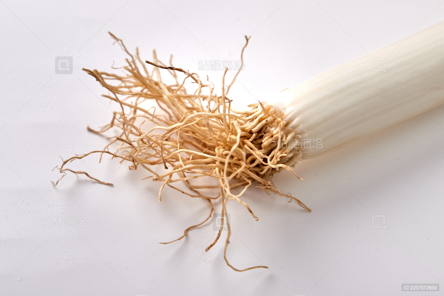白色背景前一根大葱的根部根须