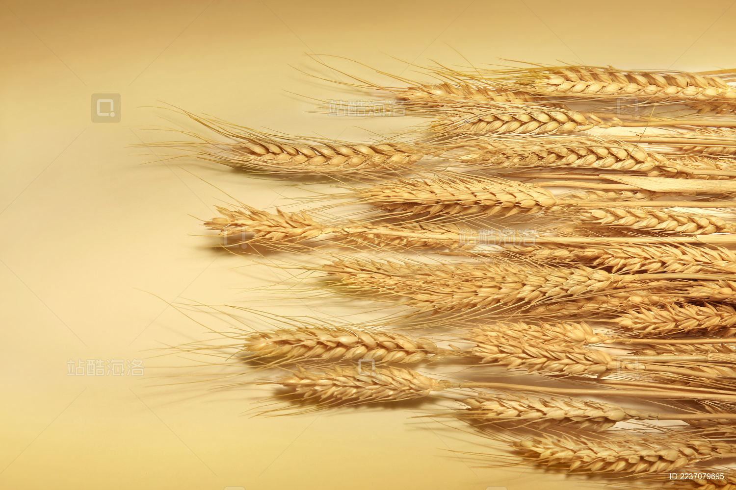 排列整齐的麦子放在黄色背景上