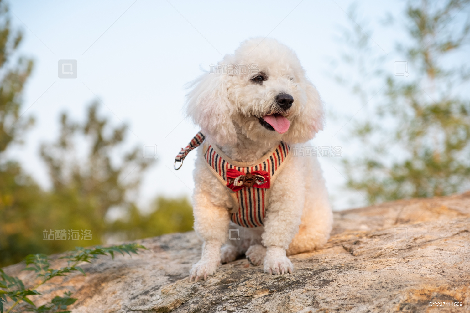 阳光下站在石头上的宠物狗比熊犬