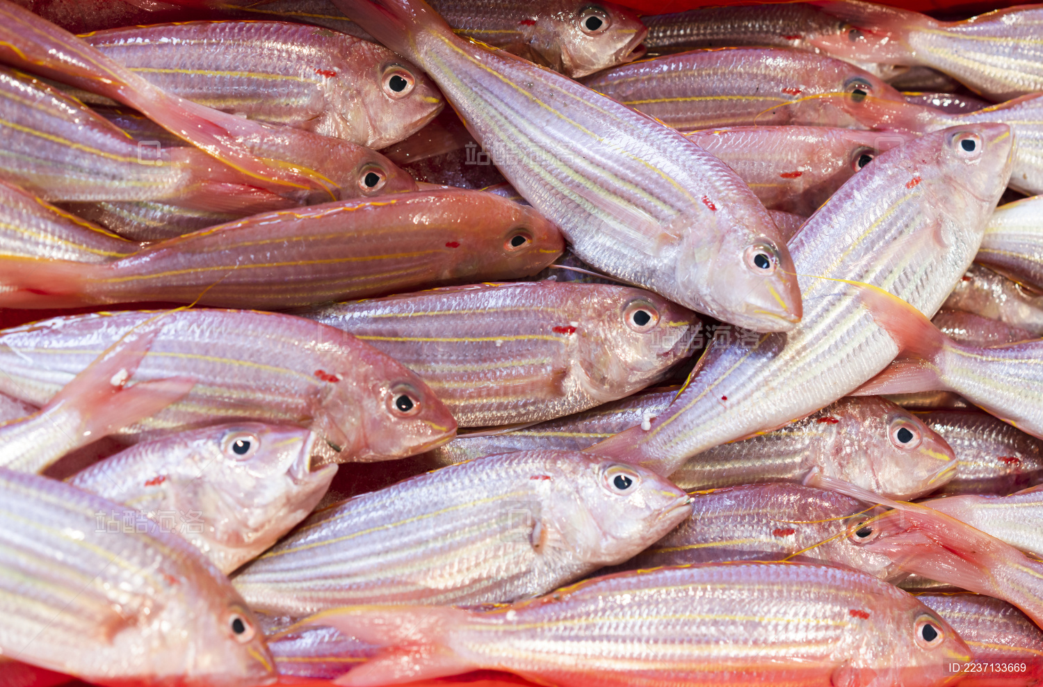 超级新鲜海味 --- 【香煎金线鱼】_香煎金线鱼_池上小米的日志_美食天下