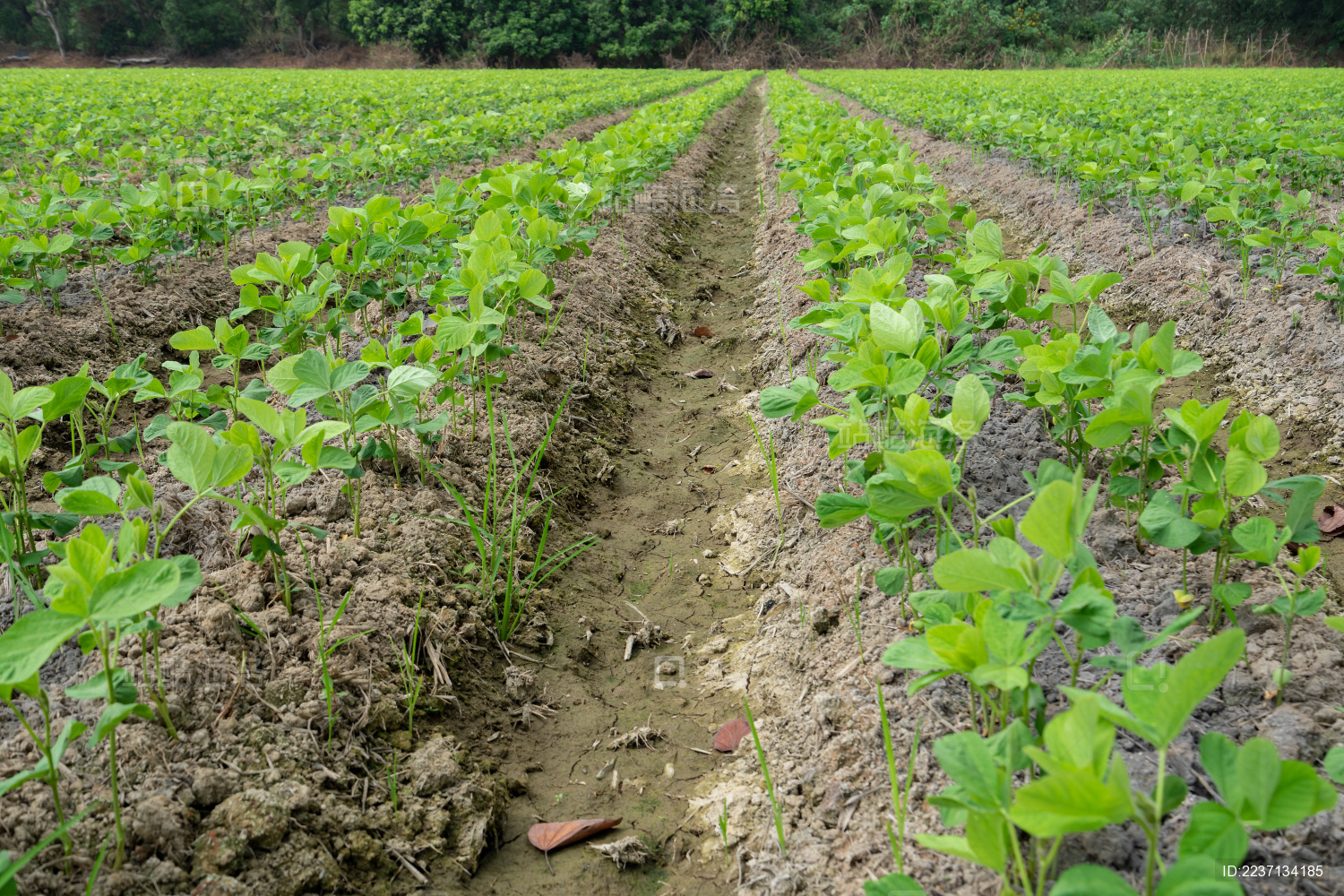 成片的整齐有序的大豆苗期田块 中国福建漳州