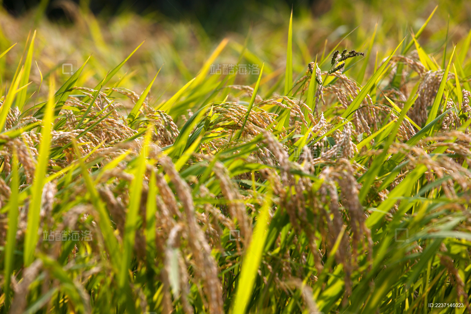 颗粒饱满穗子垂下即将成熟的农作物水稻