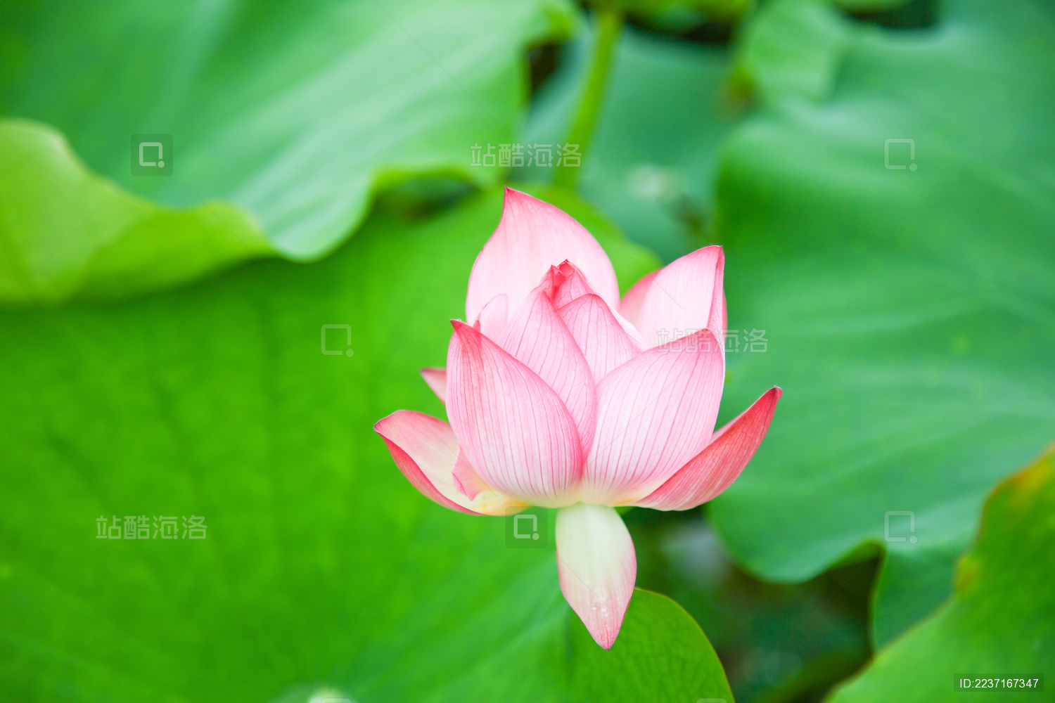 荷花池里的一朵藕花