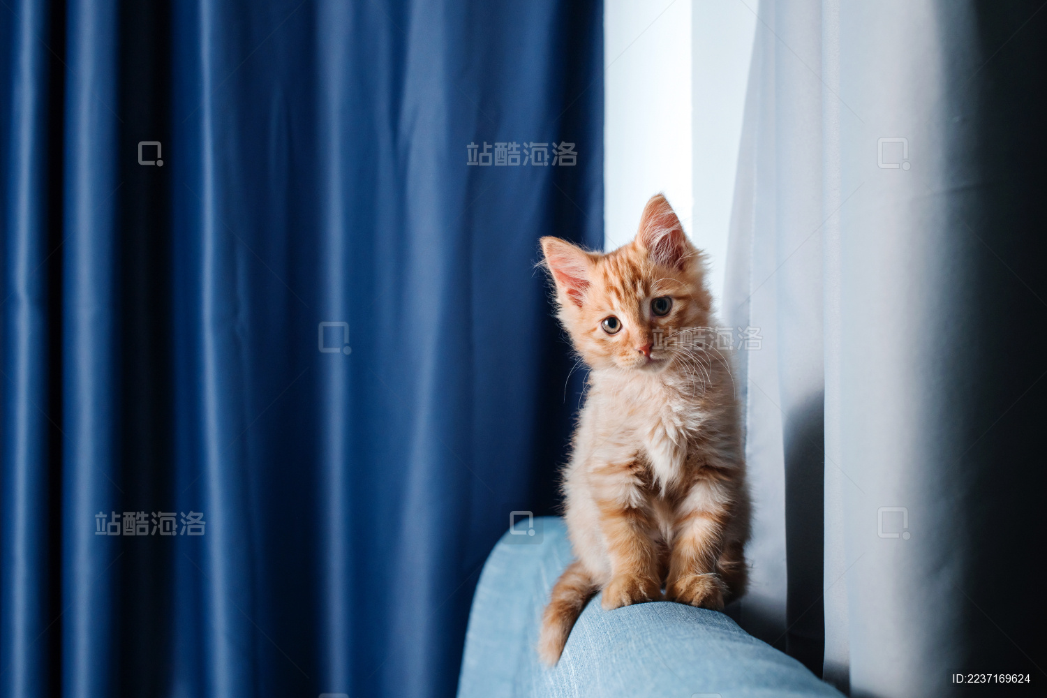 蓝色沙发上的一只幼年橘猫