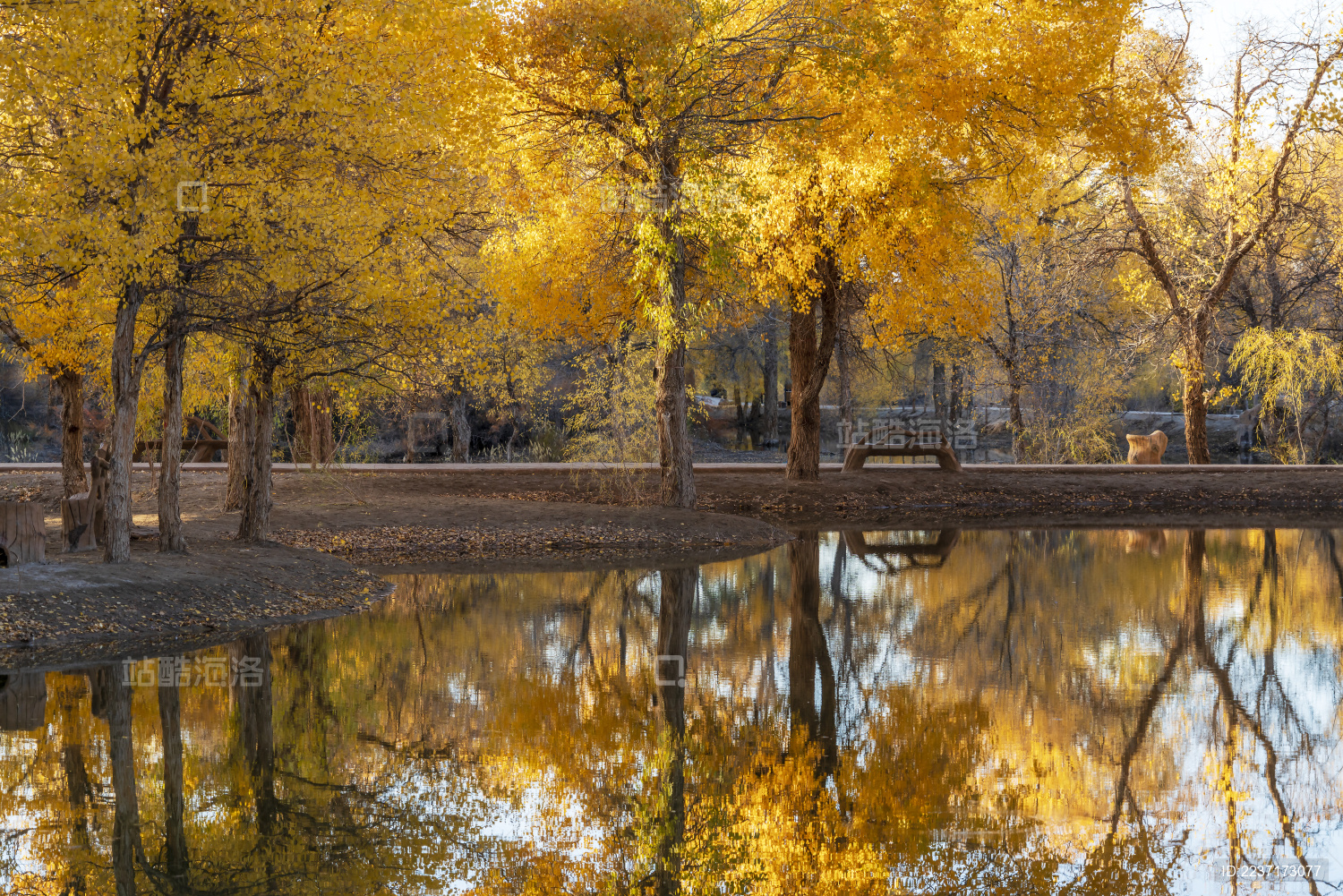 甘肃省酒泉市金塔县胡杨林和金波湖秋天风光